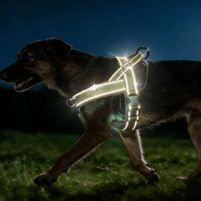 Harnais Tactique Anti-Traction Chien Grande Race