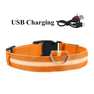 Collier LED Haute Visibilité Rechargeable Chien