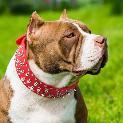 Collier Cuir Clouté Pitbull Mastiff