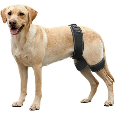 Orthèse Hanche Gros Chien Dysplasie Support