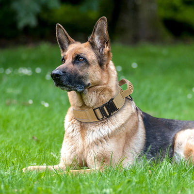 Collier Tactique Militaire Nylon Réfléchissant Gros Chien