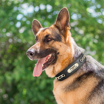 Collier Cuir Personnalisé à Plaque d'Identification Chien