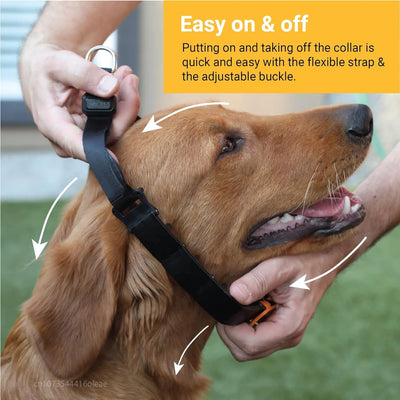 Collier à Dents Anti-Traction Noir Embouts Silicone Grand Chien