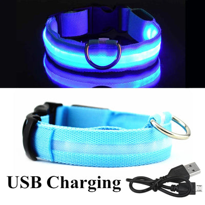 Collier Lumineux LED USB pour Chien