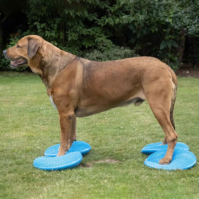 Disque d'Équilibre Gonflable pour Chien Agility 36 cm