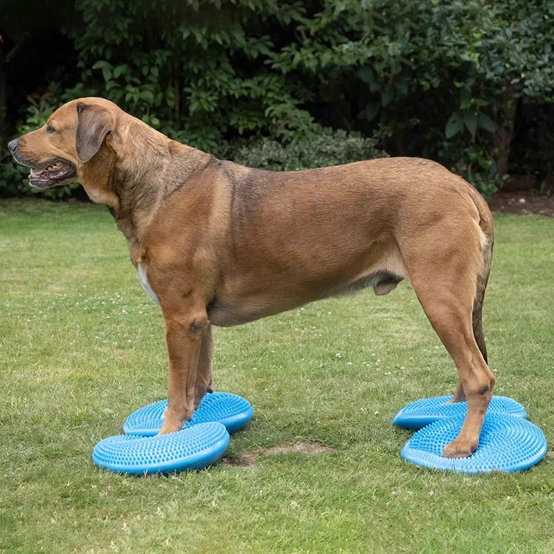 Disque d'Équilibre Gonflable pour Chien Agility 36 cm