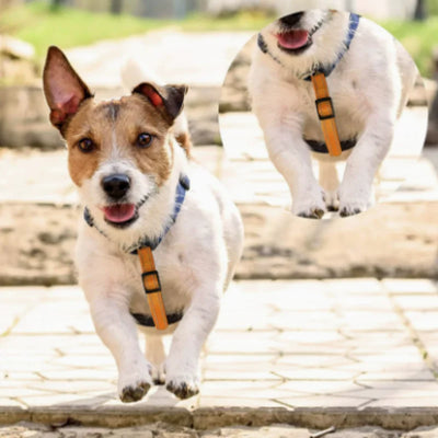 Collier Chien Réfléchissant Sécurité Clip 360°