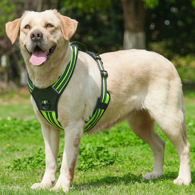 Harnais Robuste Pitbull Berger Labrador Gros Chien