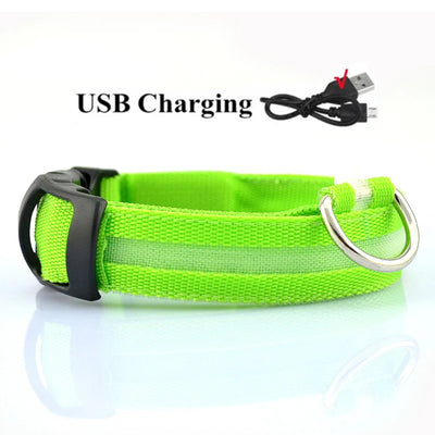 Collier LED Haute Visibilité Rechargeable Chien