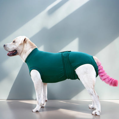 Combinaison Post-Opératoire Chien Alternative Collerette Jusqu'au 5XL