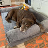 Lit pour chien xxl dehoussable - Gros-Chien.com