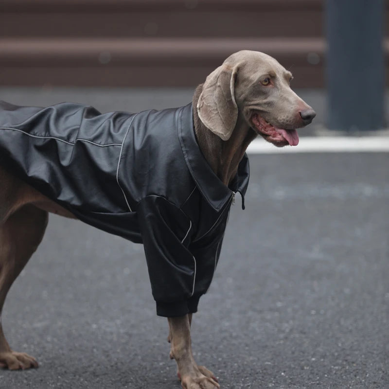 Manteau Biker Simili Zippé Coupe-Vent Gros Chien