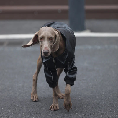 Manteau Biker Simili Zippé Coupe-Vent Gros Chien