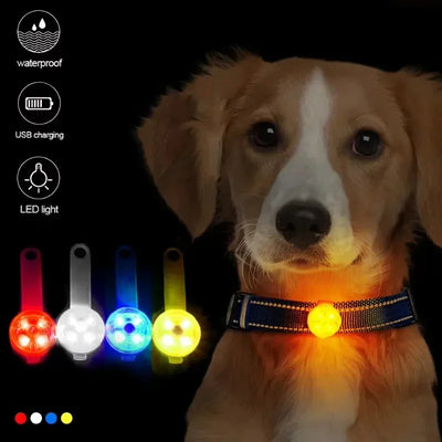 Collier Lumineux LED Securite Rechargeable Chien
