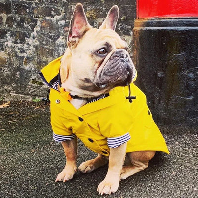Manteau Imperméable Jaune Capuche Bouledogue Français Carlin