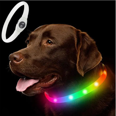 Collier LED Étanche USB pour Chien