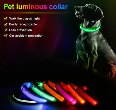 Collier LED Haute Visibilité Rechargeable Chien