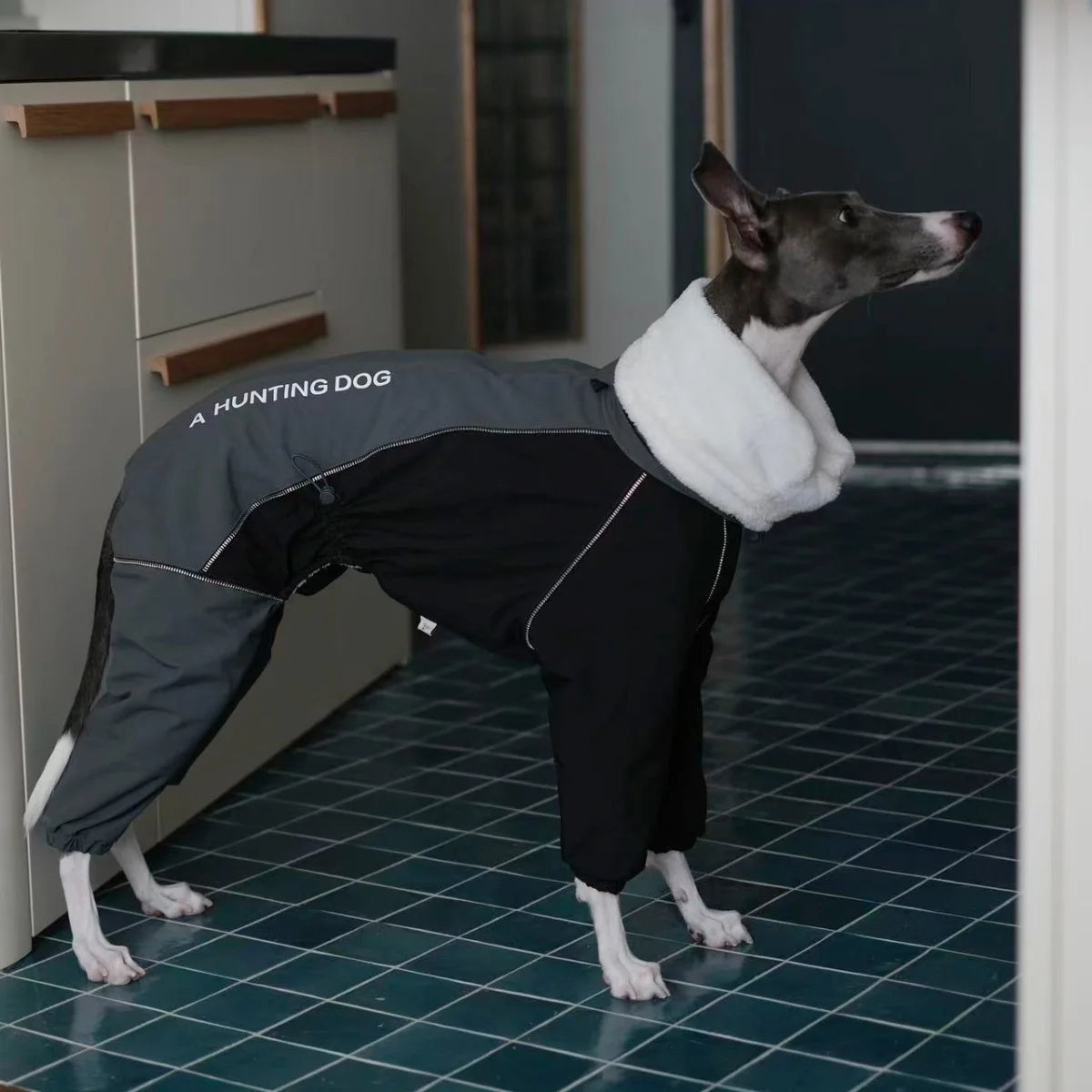 Combinaison Imperméable 4 Pattes Polaire pour Lévrier Italien