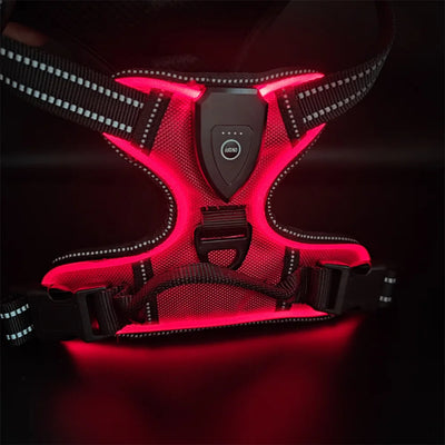Harnais Lumineux LED Rechargeable Grand Chien