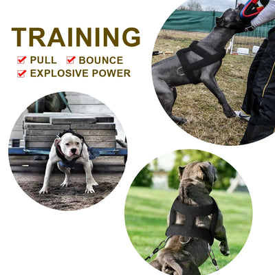 Harnais de Traction Pitbull Plastron Rembourré Corde Élastique