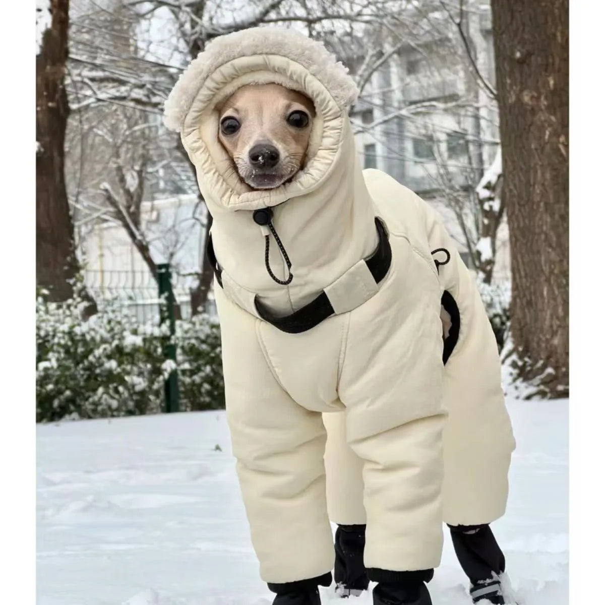 Manteau Hiver Doudoune Gros Chien Whippet Greyhound