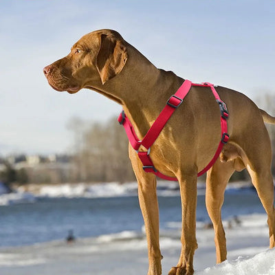 Harnais Chien en H Nylon Réglable Moyen et Grand