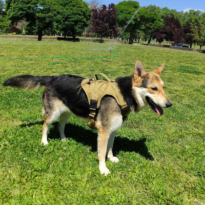 Harnais Tactique Molle Berger Allemand Malinois jusqu'à 65 kg
