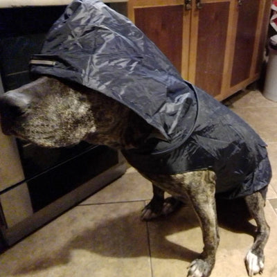 Poncho de Pluie Chien Visière Transparente Réfléchissant