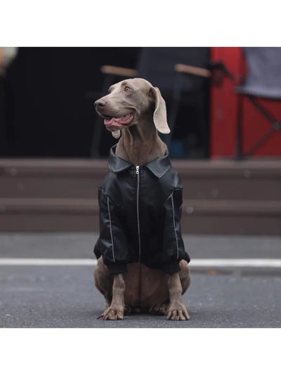 Manteau Biker Simili Zippé Coupe-Vent Gros Chien