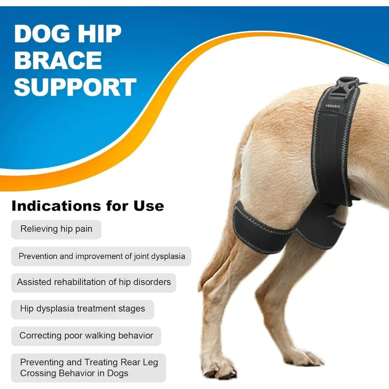 Orthèse Hanche Gros Chien Dysplasie Support