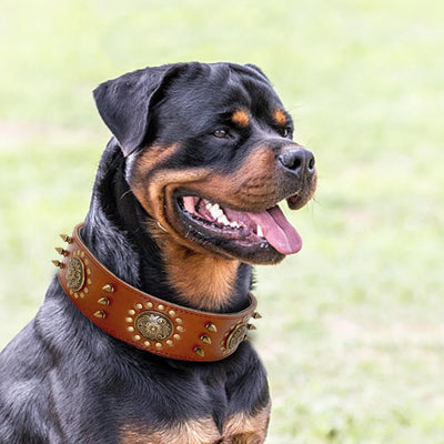 Collier Cuir Clouté Pointes Réglables Berger Allemand Pitbull
