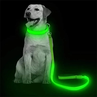 Laisse LED Corde Lumineuse pour Chien