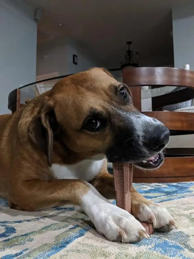 Jouet Mâcher Durable Gros Chien Soin Bucco-Dentaire