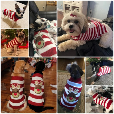 Pull de Noël Col Roulé Petit et Moyen Chien