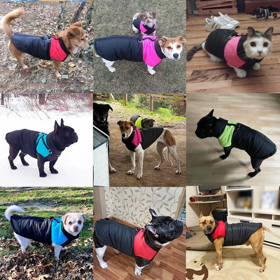 Manteau Automne Hiver Imperméable Chien Labrador