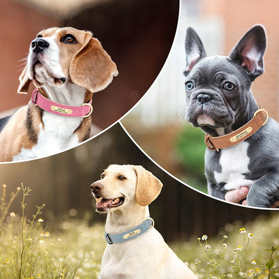 Medaille Collier Cuir Gravee Personnalise Chien
