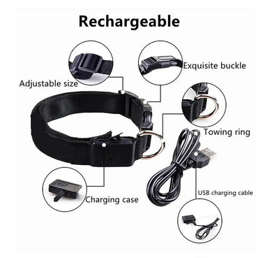 Collier LED Haute Visibilité Rechargeable Chien
