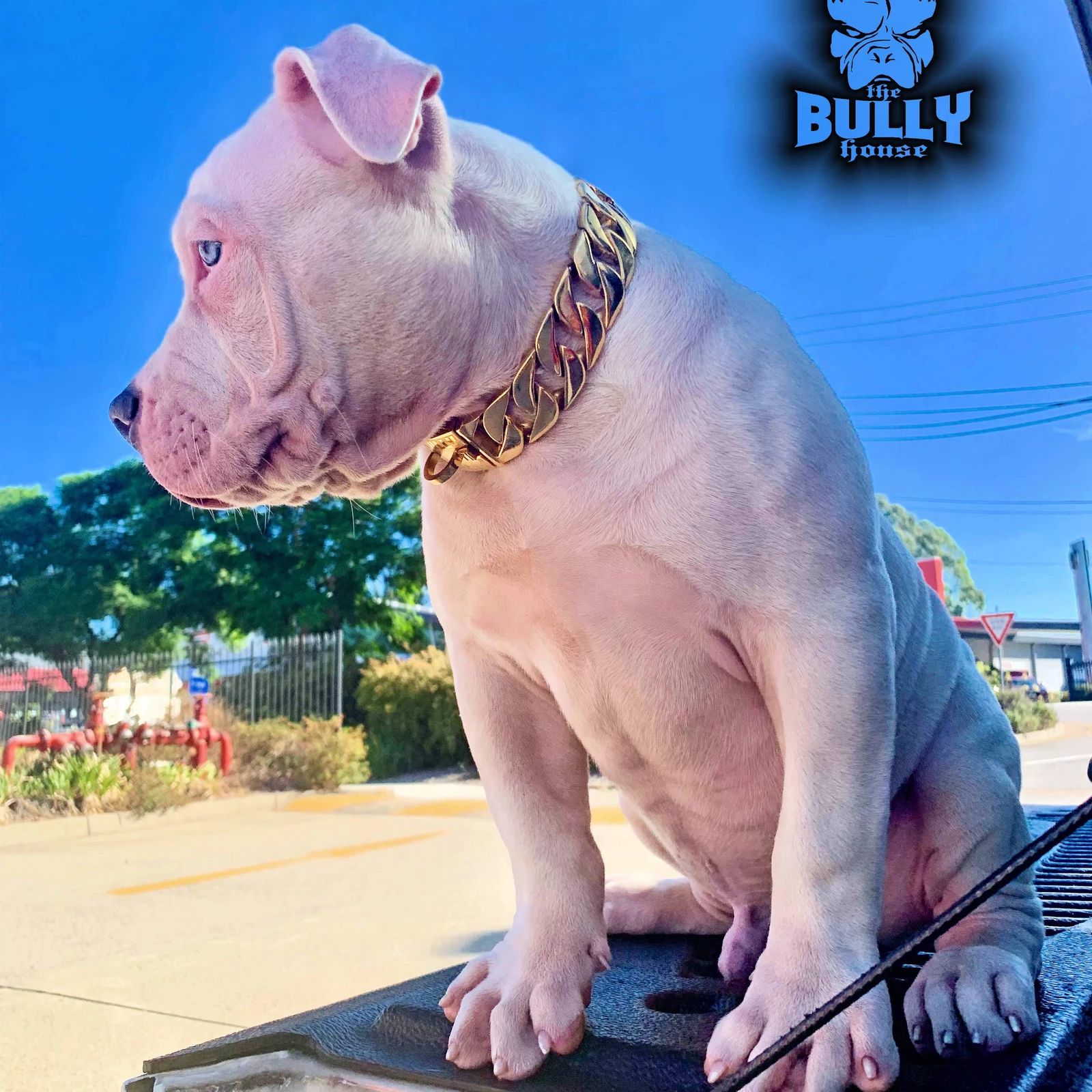 spécialiste canin gros-chien.com