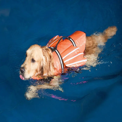Gilet de Sauvetage pour Chien Réfléchissant avec Mentonnière