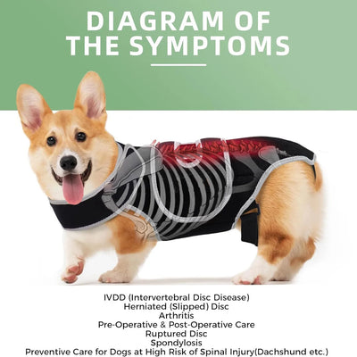 Attelle Dorsale Orthopédique Réglable pour Gros Chien