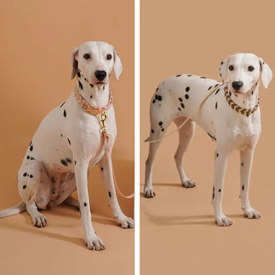 Collier Tressé Coloré Fait Main pour Grand Chien