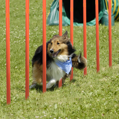 Set d'Obstacles Agility avec Tunnel Pliable pour Chien