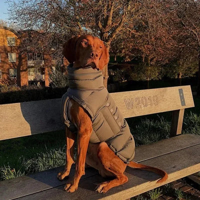 Manteau Imperméable Chaud pour Lévrier Réfléchissant