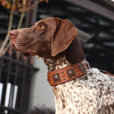 Collier Cuir Large Conchos Bronze Pitbull Bouledogue