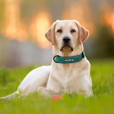Collier Cuir Personnalisé Plaque Gravée Grand Chien