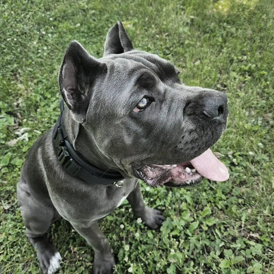 Collier Tactique Militaire Poignée Gros Chien