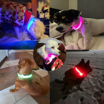 Collier Lumineux LED USB pour Chien