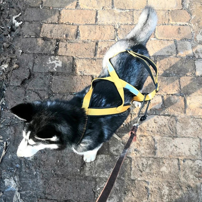 Harnais Canicross de Ski et Course pour Grand Chien