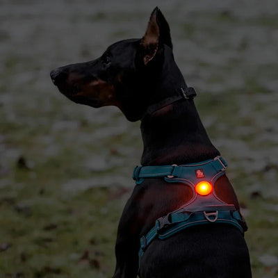 Lumière LED Clip pour Collier de Chien