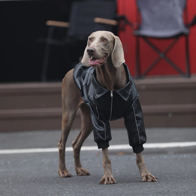 Manteau Biker Simili Zippé Coupe-Vent Gros Chien